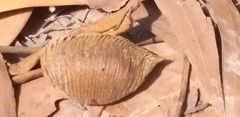 Rhombodera