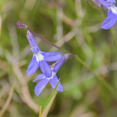 Lobelia preslii