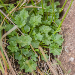 Lobelia preslii