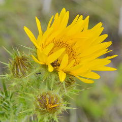 Berkheya multijuga
