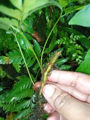 Davallia solida