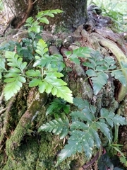 Davallia solida
