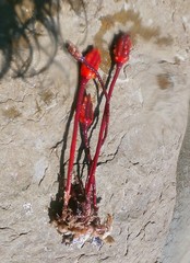 Pyura gibbosa