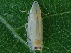 Sophonia longitudinalis