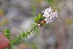 Epacris pulchella
