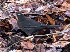 Turdus merula