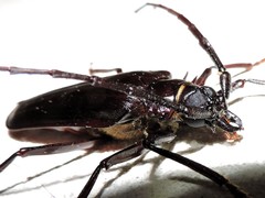 Derobrachus megacles