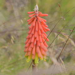 Kniphofia hirsuta