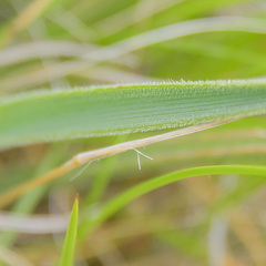 Kniphofia hirsuta