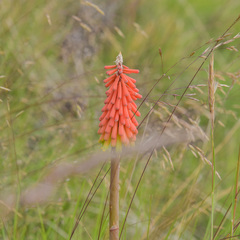 Kniphofia hirsuta