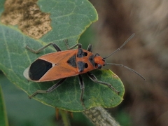 Graptostethus quadrisignatus