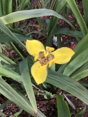 Trimezia steyermarkii