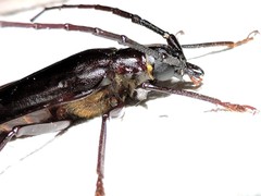 Derobrachus megacles