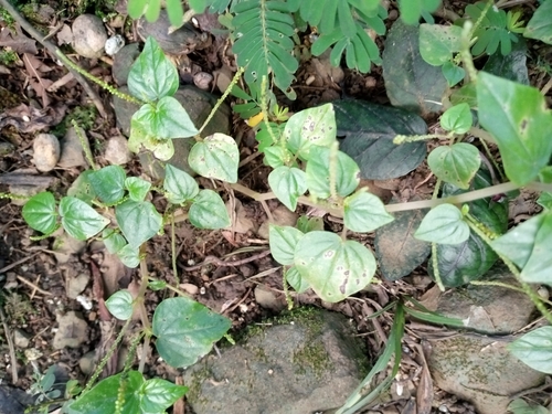 Peperomia pellucida observed 2021-01-22