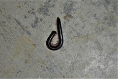 Pachyiulus oenologus