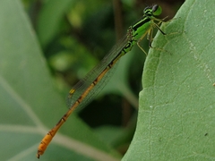 Agriocnemis minima