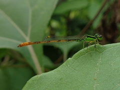 Agriocnemis minima