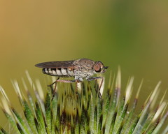 Anabarhynchus plumbeoides