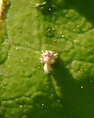 Diaphorina citri