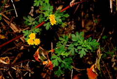 Chrysanthemum arisanense