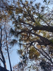 Beaucarnea recurvata