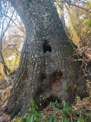 Beaucarnea recurvata