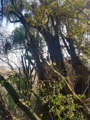 Beaucarnea recurvata