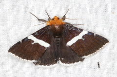 Buzara frontinus
