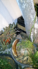 Spilogale angustifrons