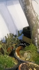 Spilogale angustifrons