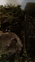 Spilogale angustifrons