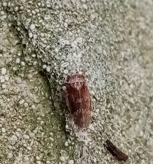 Acericerus vittifrons