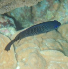 Pomacentrus magniseptus