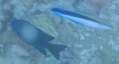 Pomacentrus magniseptus