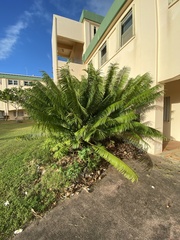 Cycas micronesica