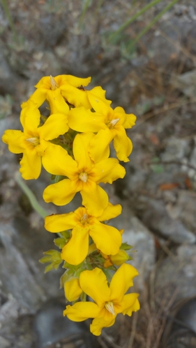 Pachypodium densiflorum