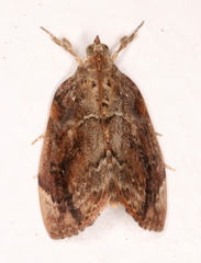 Crocidolomia suffusalis