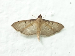 Herpetogramma rudis