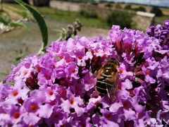 Eristalis jugorum