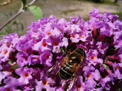 Eristalis jugorum
