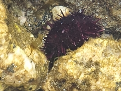 Echinoidea
