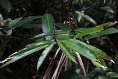 Alpinia caerulea
