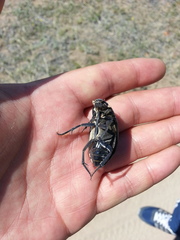 Hydrophilus dauricus