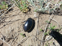 Hydrophilus dauricus