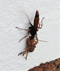 Tachypompilus ignitus