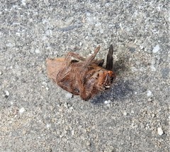 Tachypompilus ignitus