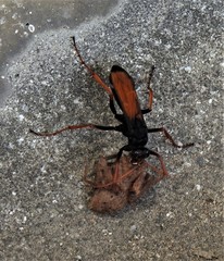 Tachypompilus ignitus