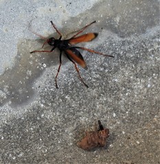 Tachypompilus ignitus