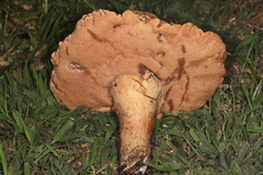 Tylopilus tabacinus