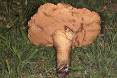 Tylopilus tabacinus